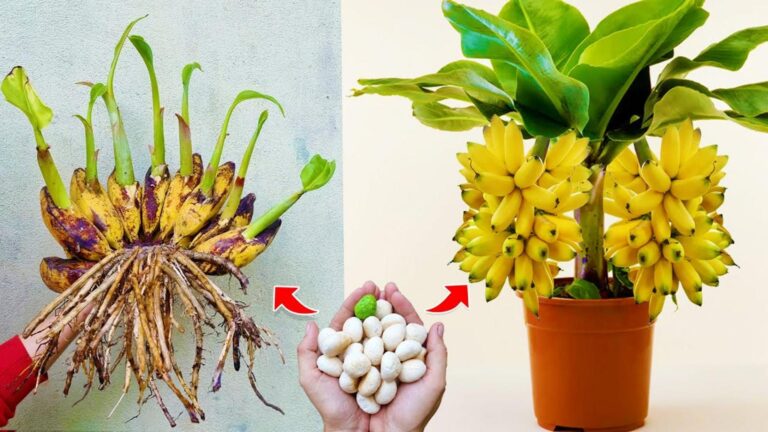 Ein alter Trick, um Bananenpflanzen groß und fruchtig zu ziehen… du wirst staunen!
