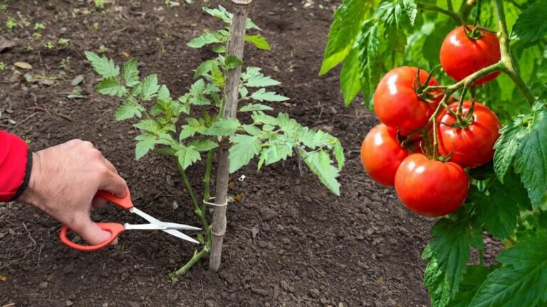 Diese einfache Methode lässt deine Tomatenpflanzen schneller wachsen und sorgt für eine