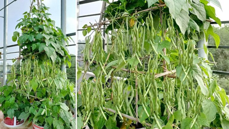 Diese einfache Technik verwandelt deinen Balkon in ein fruchtbares Gemüseparadies …
