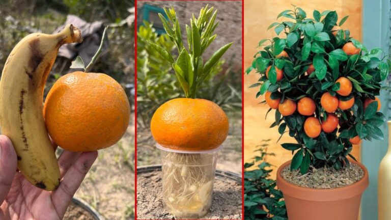 Dieser einfache Trick lässt deinen Orangenbaum in Rekordzeit fruchtbar werden…