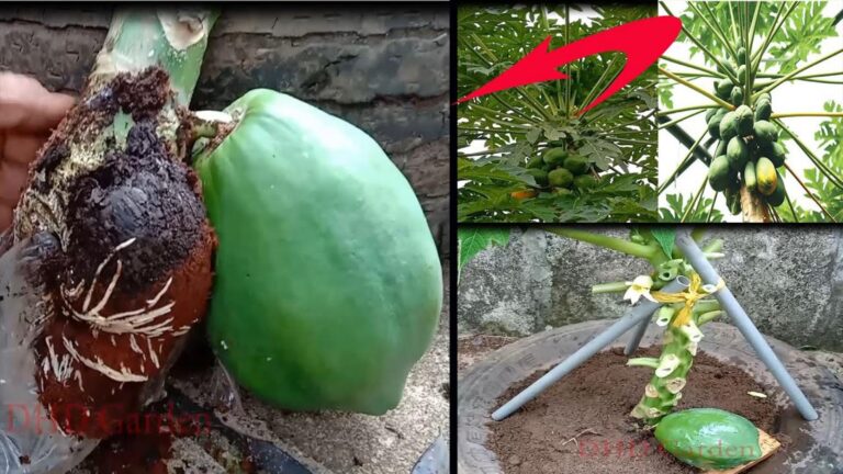 Dieser vergessene Trick lässt deine Zwergpapaya in Rekordzeit sprießen…