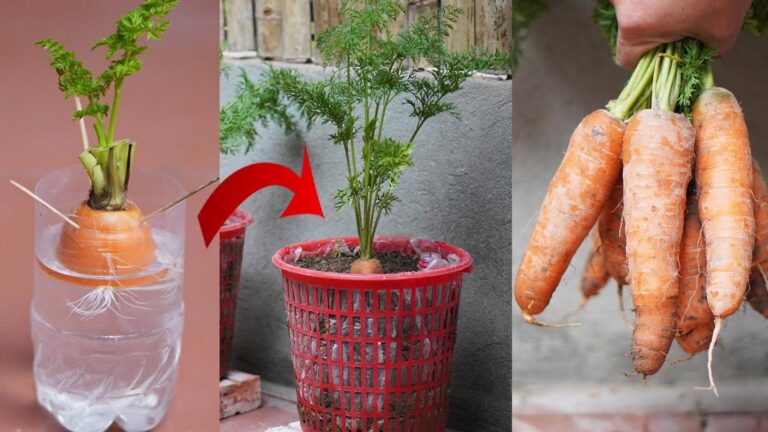 Dieser vergessene Trick verwandelt Karottenreste in einen üppigen Ertrag für deinen