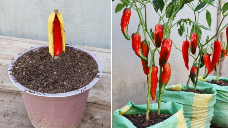 Eine einfach umsetzbare Methode, um Chili in Bananen zu ziehen und binnen Wochen zu