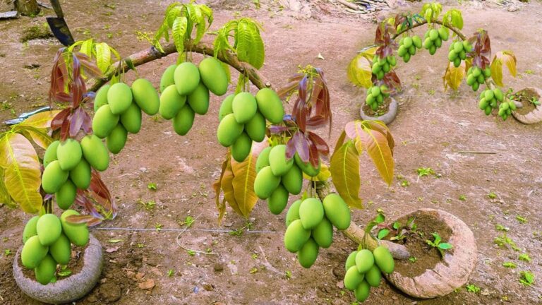 Diese einfache Graft-Technik mit Kokosnüssen sorgt für schnell wachsende Mango-Bäume…