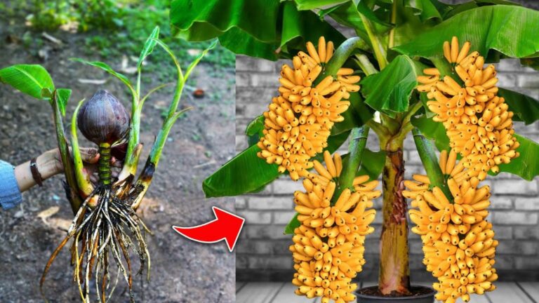 Dieser vergessene Trick lässt deinen Bananenbaum sofort prächtiger blühen …