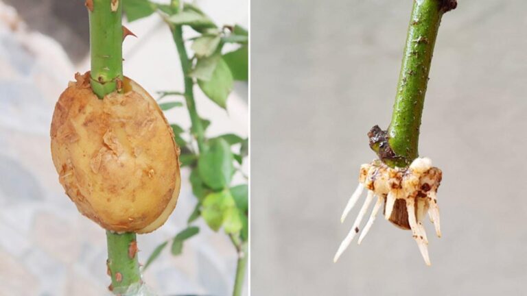 Dieser vergessene Trick mit Kartoffeln lässt deine Rosen schneller wurzeln als je zuvor…