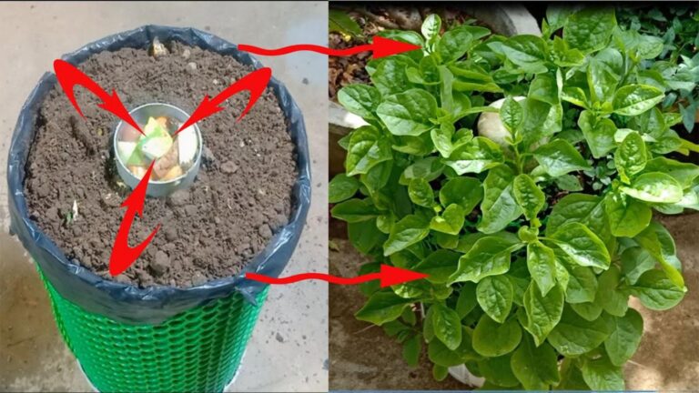 Dieser überraschende Trick lässt deinen Spinat ganz einfach zuhause sprießen…