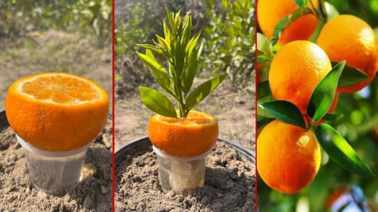 Ein alter Trick, der aus Zitronensaft blühende Orangenbäume zaubert…