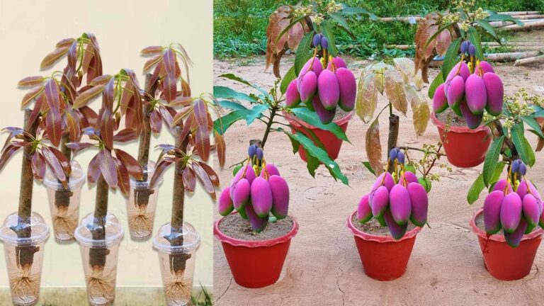 Diese geniale Technik lässt deinen Mangobaum mit Aloe Vera und Kartoffeln blitzschnell wachsen…