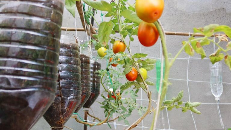 Diese einfache Methode verwandelt Plastikflaschen in köstliche Tomatenernten…
