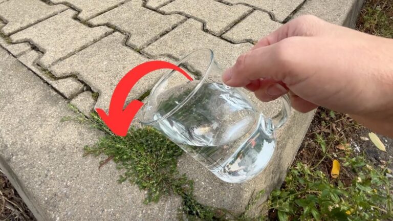Dieser einfache Trick verwandelt schmutzige Pflastersteine in einen makellosen Weg…