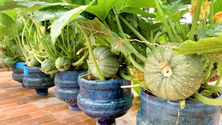 Dieser vergessene Trick verwandelt deinen Balkon in eine Zucchini-Oase voller frischer Früchte…