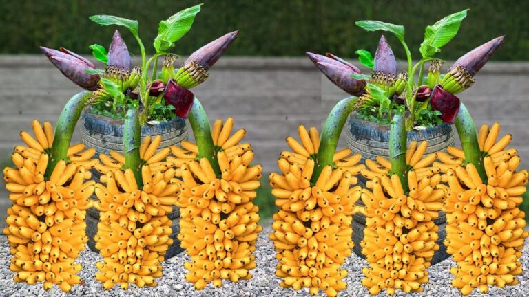 Ein alter Trick verwandelt jeden Mango-Baum in eine ertragreiche Oase … entdecke ihn jetzt!
