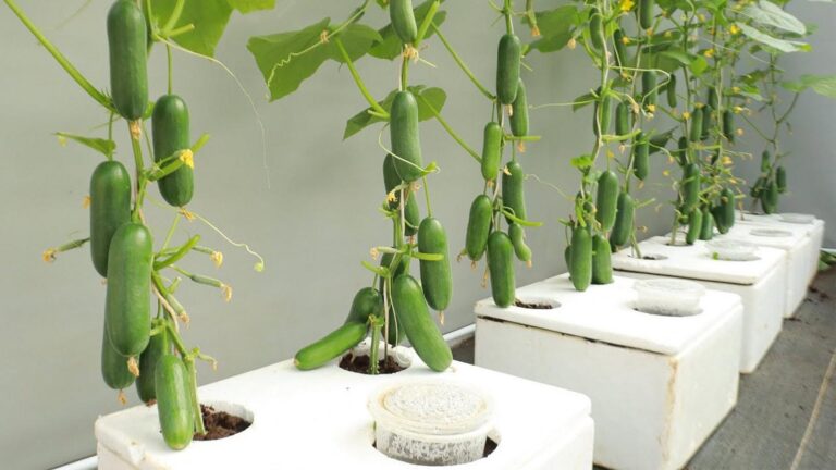Diese geniale Methode bringt dir bis zu 10-mal mehr Gurken im eigenen Garten…