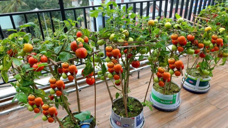 Diese einfache Technik verwandelt deinen Balkon in ein Tomatenparadies…