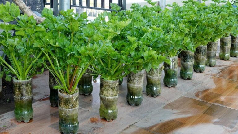 Dieser einfache Trick verwandelt alte Plastikflaschen in prächtige Selleriepflanzen für deinen Garten…