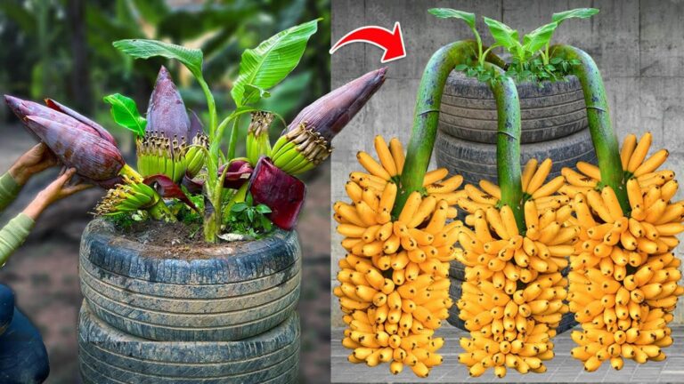 Diese einfache Technik verwandelt jede Banane in einen fruchttragenden Baum…