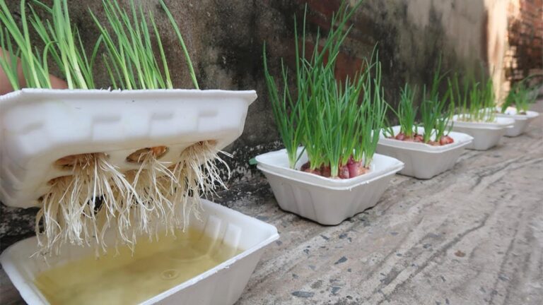 Diese geniale Idee verwandelt Styroporboxen in einen sprießenden Zwiebelgarten …