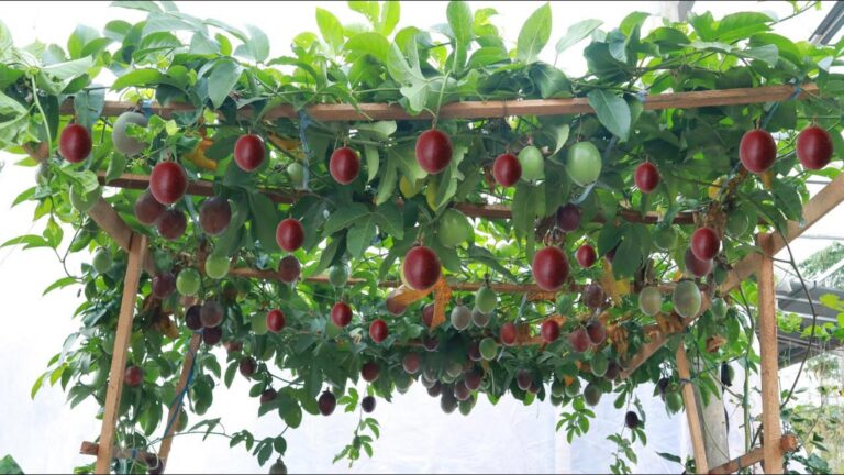 Eine ganz einfache Idee, um Passionsfrüchte zuhause anzubauen und frisch zu ernten…