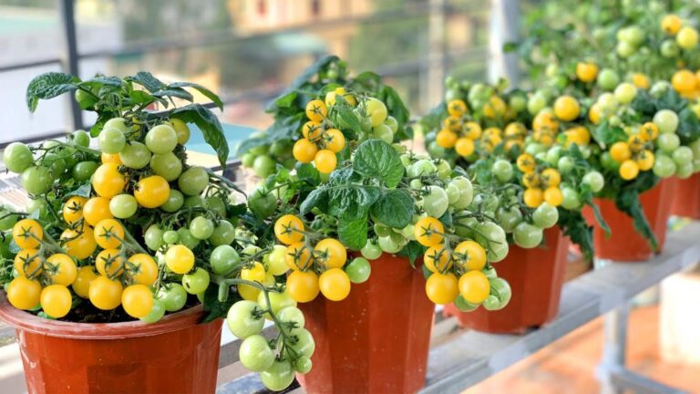 Diese einfache Mischung verwandelt deinen Garten in einen Tomatenparadies mit Erträgen…