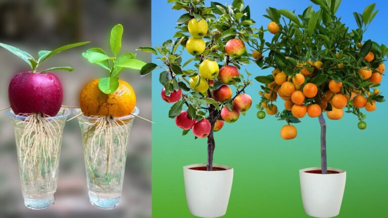 Ein alter Trick, um aus Apfel- und Orangenfrüchten im Plastikgefäß neue Bäume zu ziehen…