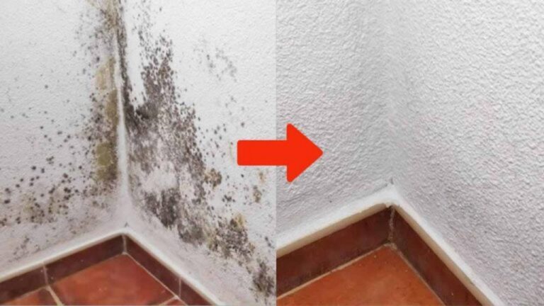 Schnelle Tipps gegen Schimmel an Wänden: So wirst du ihn los!