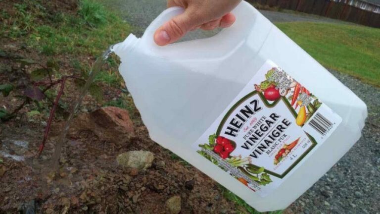 Vinaigre im Garten: Unglaubliche Ergebnisse, die überraschen!