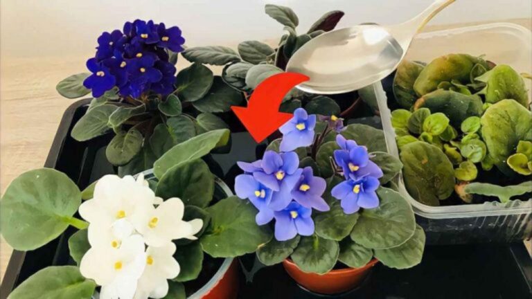 Verleihen Sie Ihren Veilchen neuen Glanz für üppige Blüten