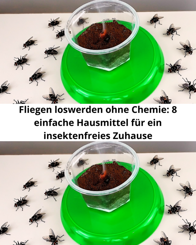 Fliegen loswerden ohne Chemie: 8 einfache Hausmittel für ein insektenfreies Zuhause