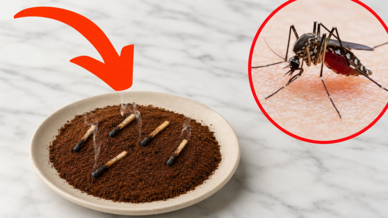 Mücken, Fliegen und Ameisen vertreiben: Einfache Hausmittel für Balkon und Garten